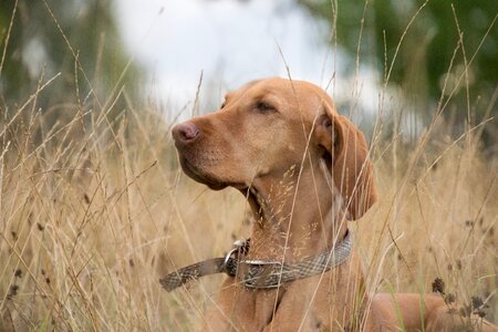 Halme animal brown
