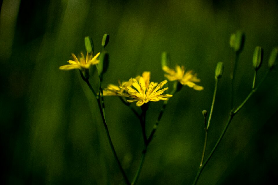 Yellow wild flowers pointed flower flower
