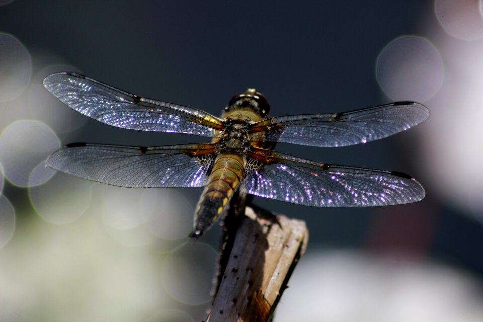 Insect nature close up
