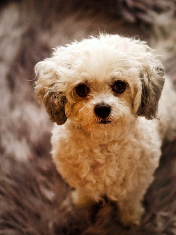 Cute sweet doggy style