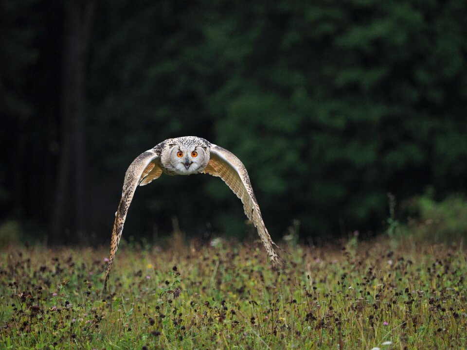 Owl siberian flight wings