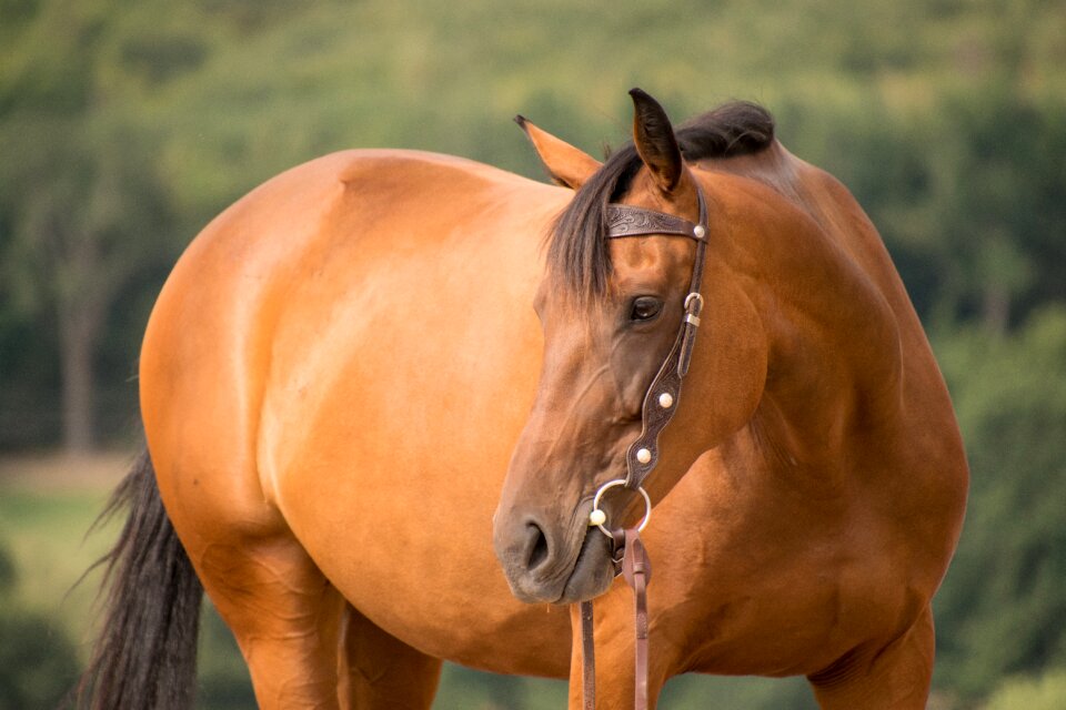 Brown bridle nature photo