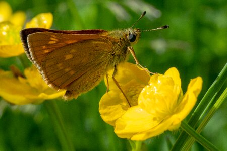 Butterflies nature close up photo