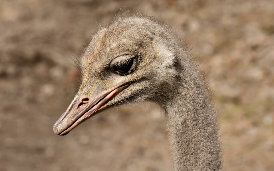 Poultry feather young animal