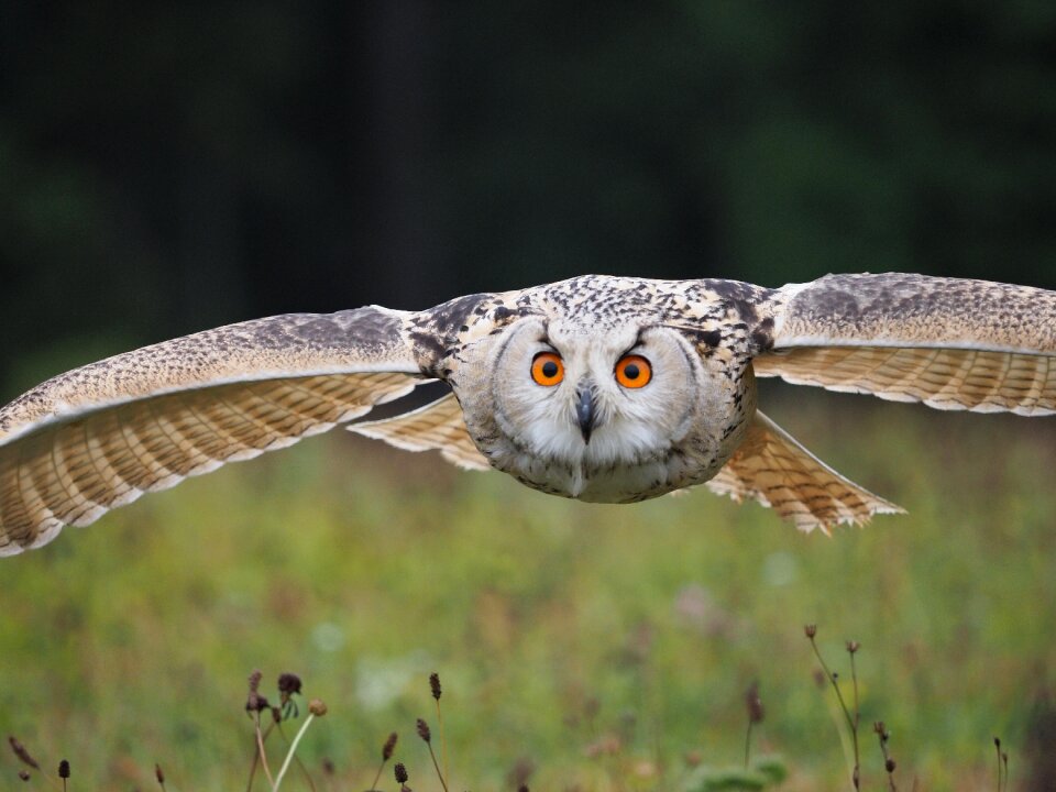 Owl siberian flight wings