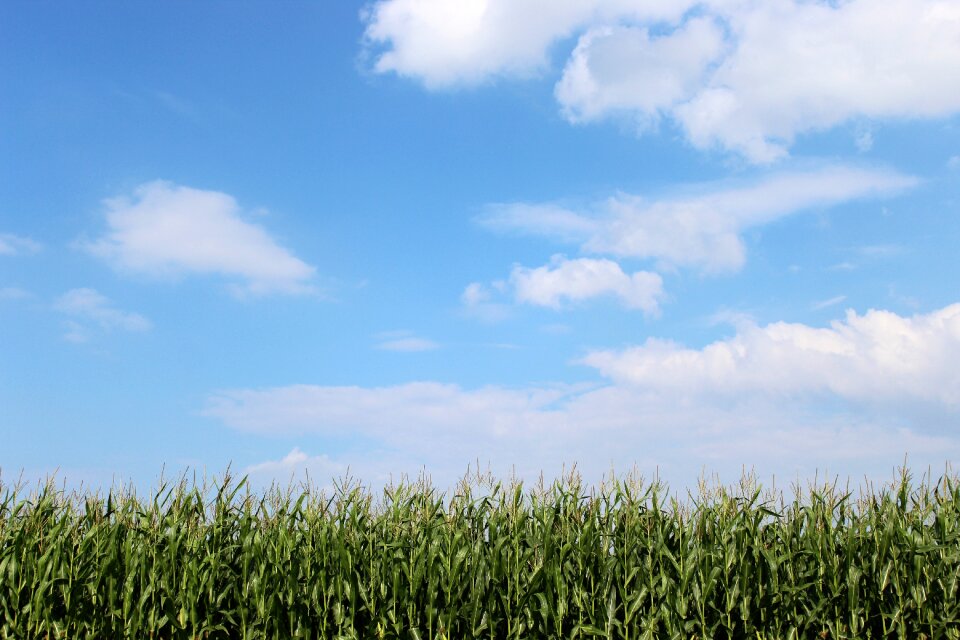 Landscape summer harvest