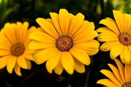 Petal petals yellow daisy