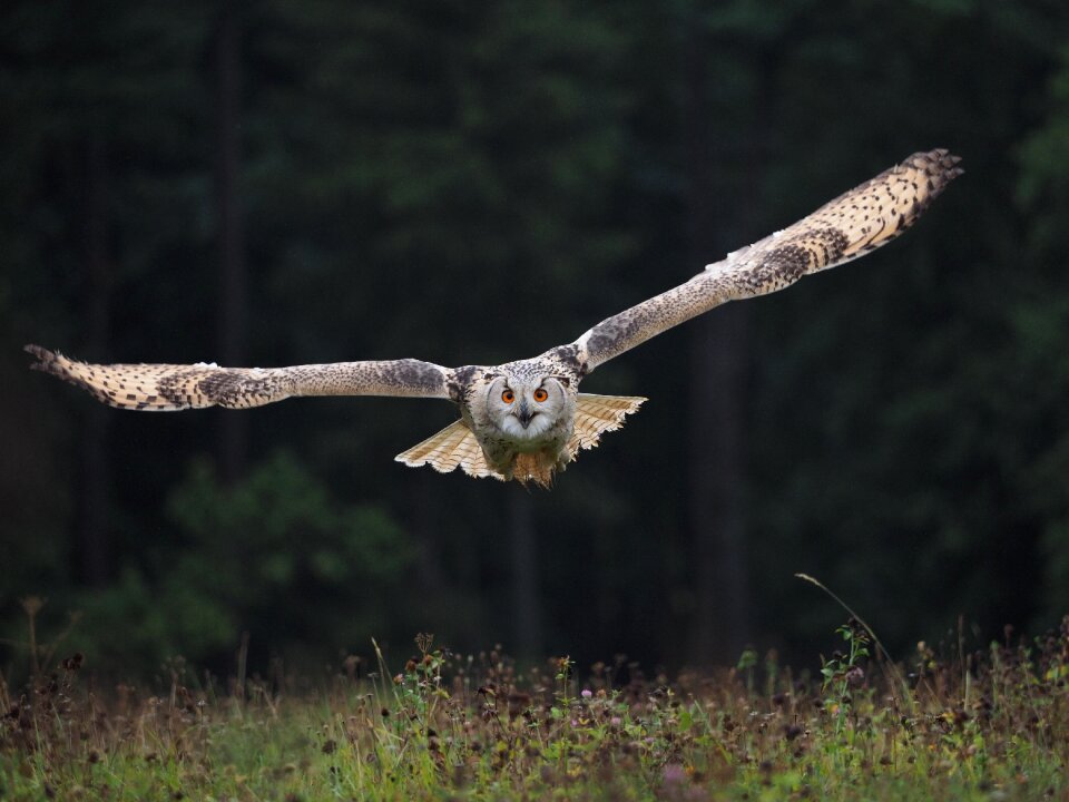 Owl siberian flight wings