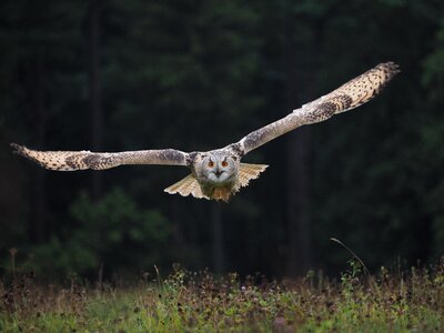 Owl siberian flight wings photo