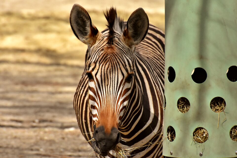 Africa animal crosswalk