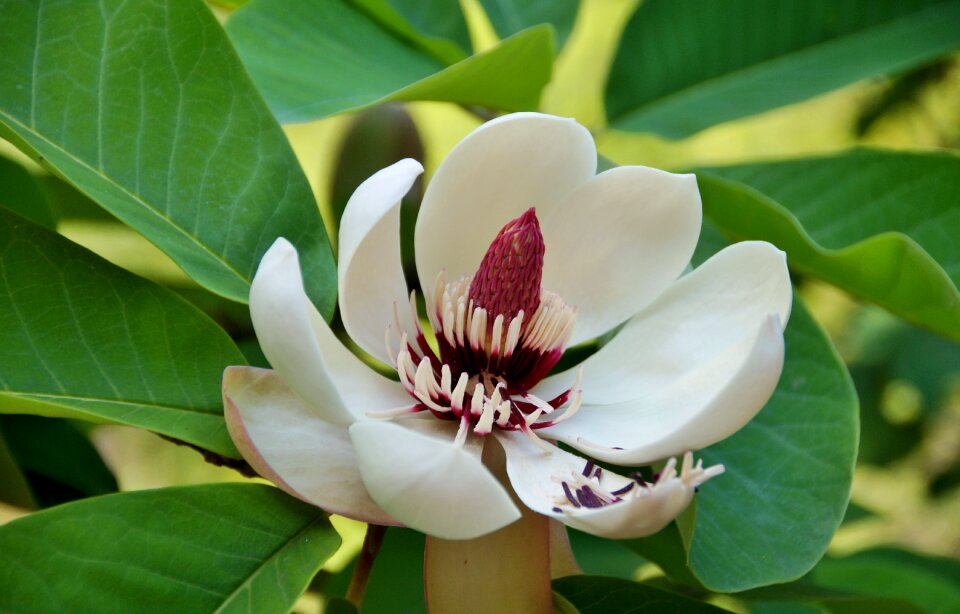 Flower interesting rare