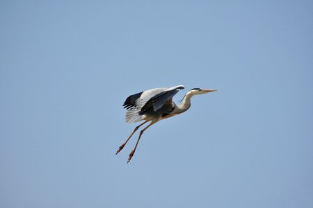 Wild birds heron gray heron photo