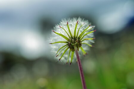 Flower white seeds