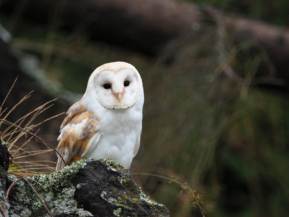 Barn owl wings beak