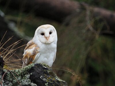 Barn owl wings beak photo