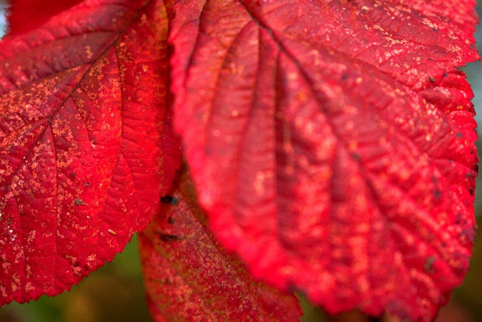 Close-up growth no people