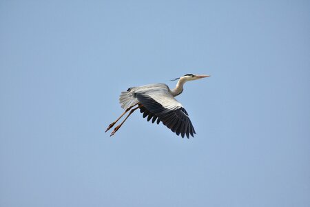 Wild birds heron gray heron