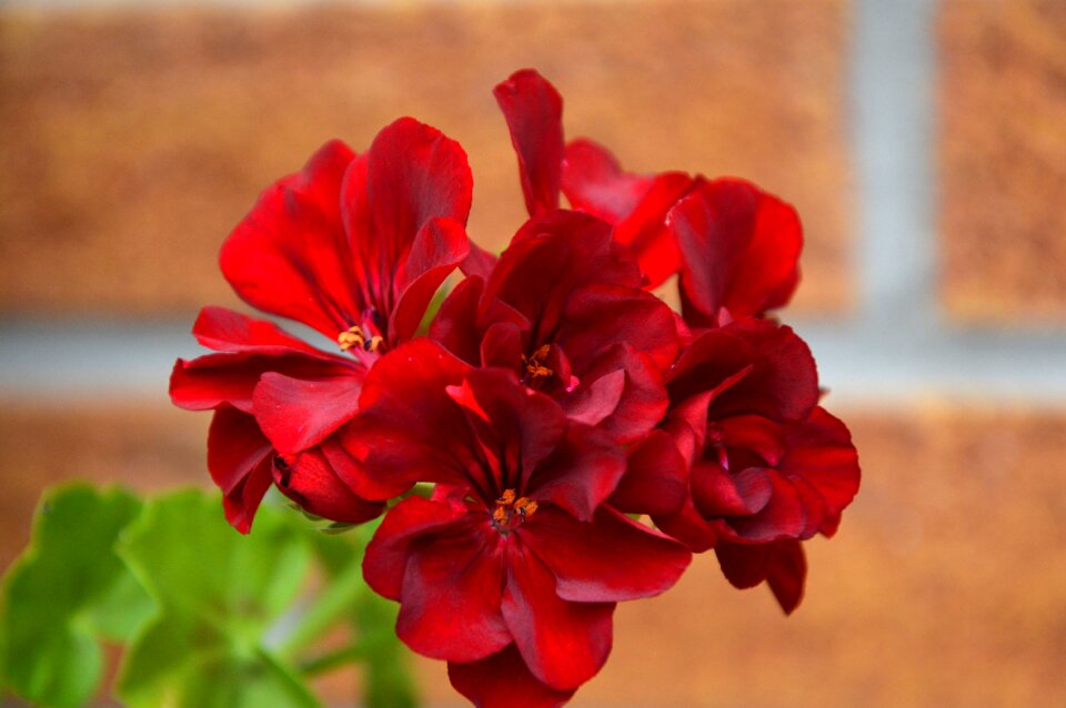 Nature summer red