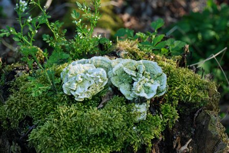 Plant moss Free photos