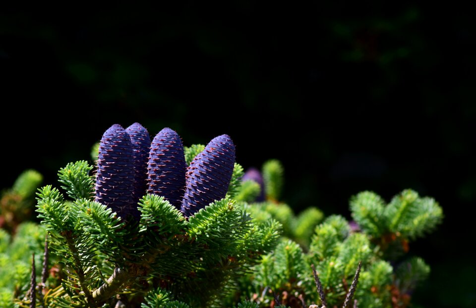Evergreen fir tree plant