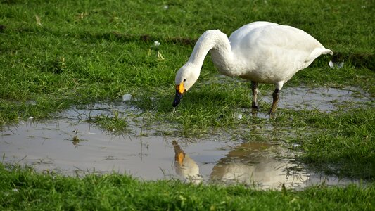 Bird wild birds waterfowl