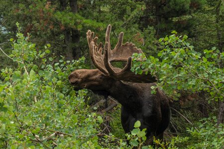 Wildlife animal antlers
