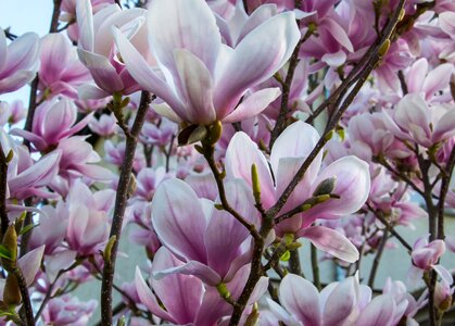 Pink bud full bloom photo