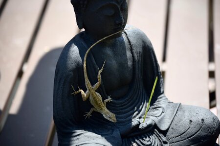 Reptile creature buddha
