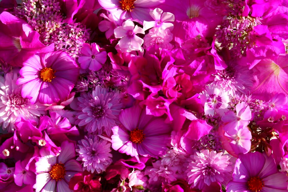 Garden summer flora