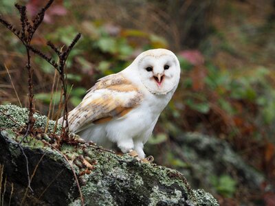 Barn owl wings beak photo