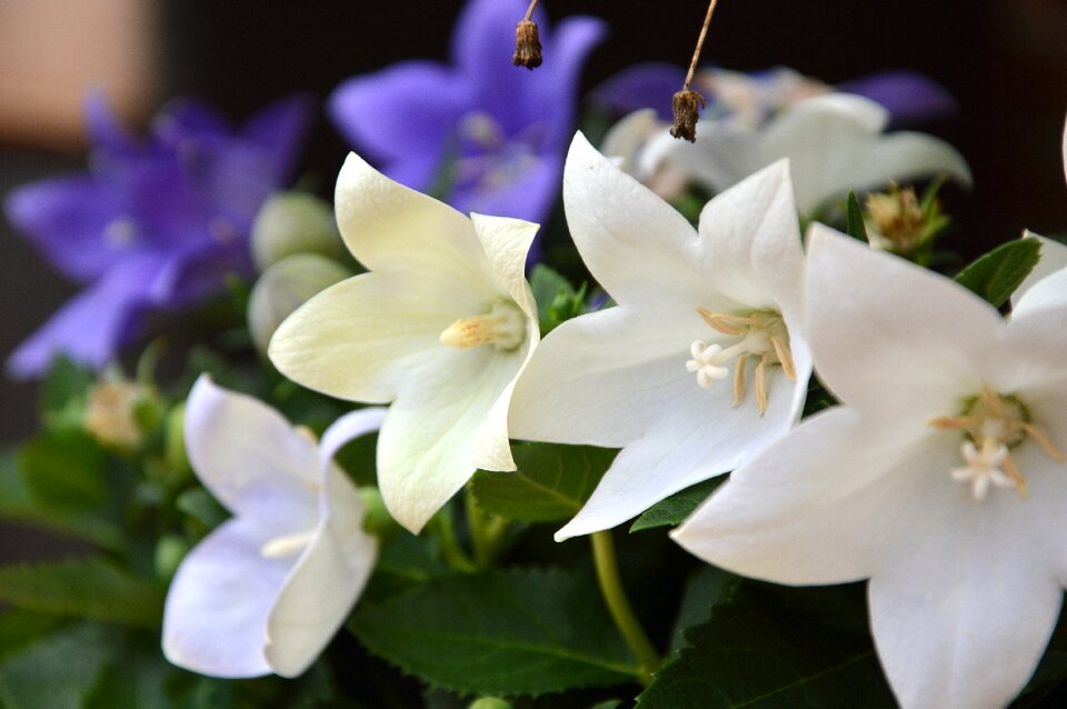 Ornamental flower flora nature