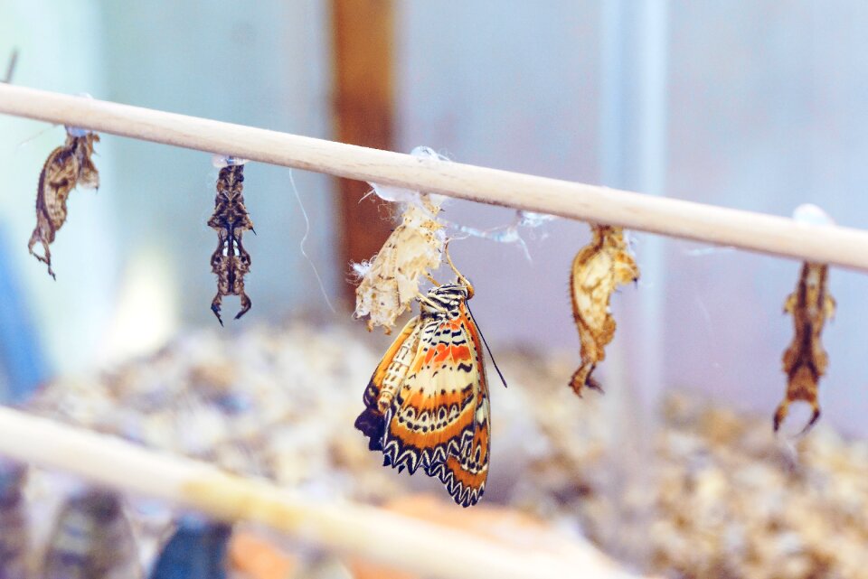 Butterfly doll pupate hatch
