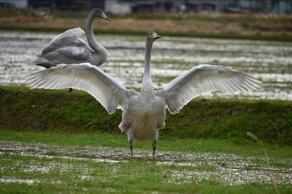 Bird wild birds waterfowl
