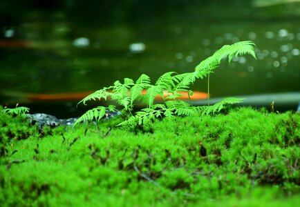 Blade green nature