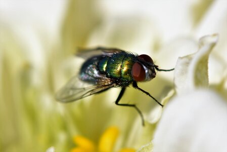 Wing green flight insect photo