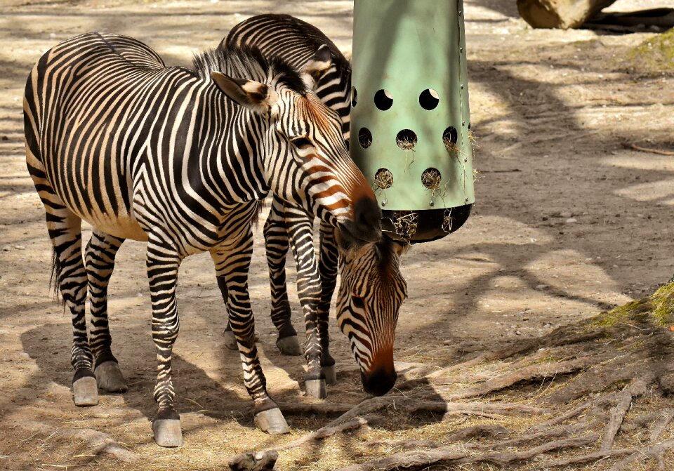 Africa animal crosswalk