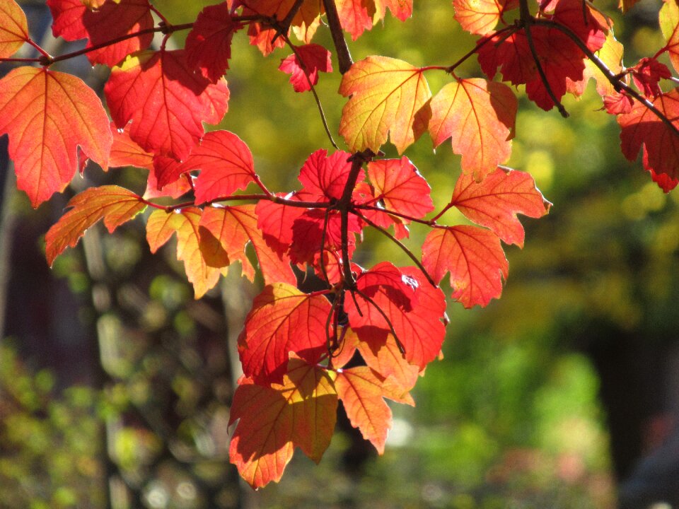 Leaves nature colorful photo