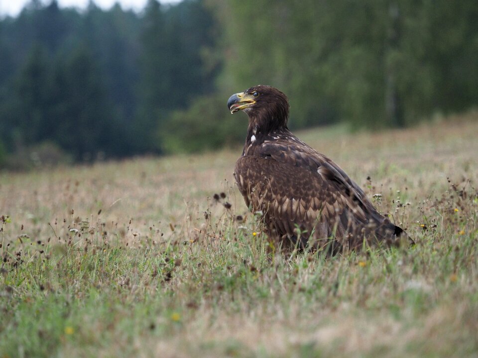 Sea ​​eagle wings beak