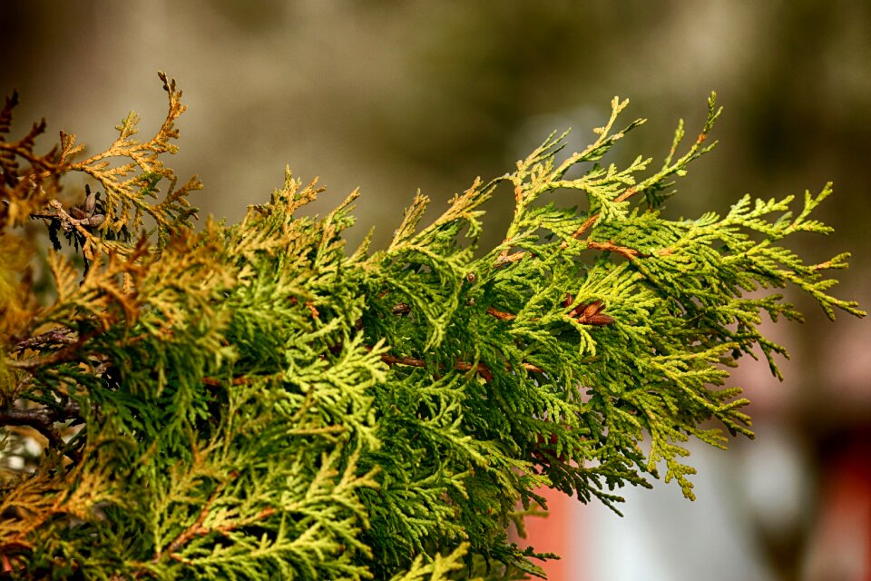 Tree outdoors branch