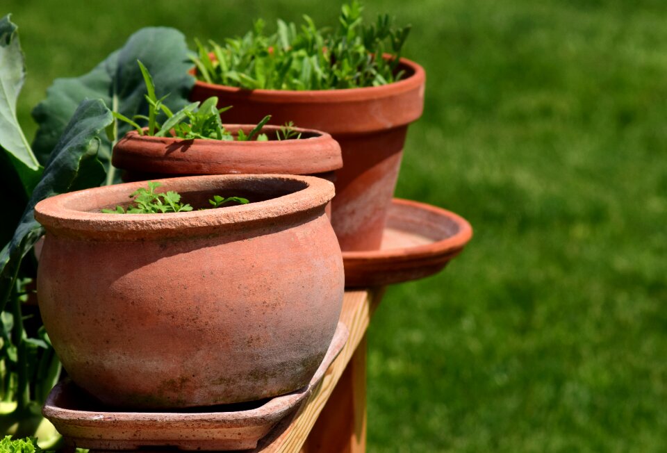 Terracotta decorative herb garden