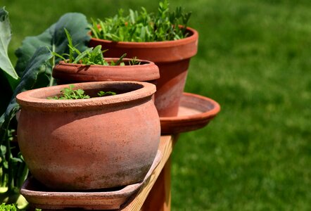 Terracotta decorative herb garden photo