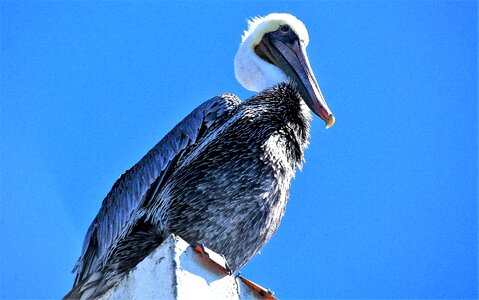 Animal world plumage bill