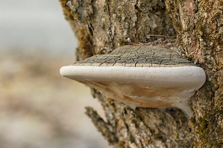Wood tree closeup