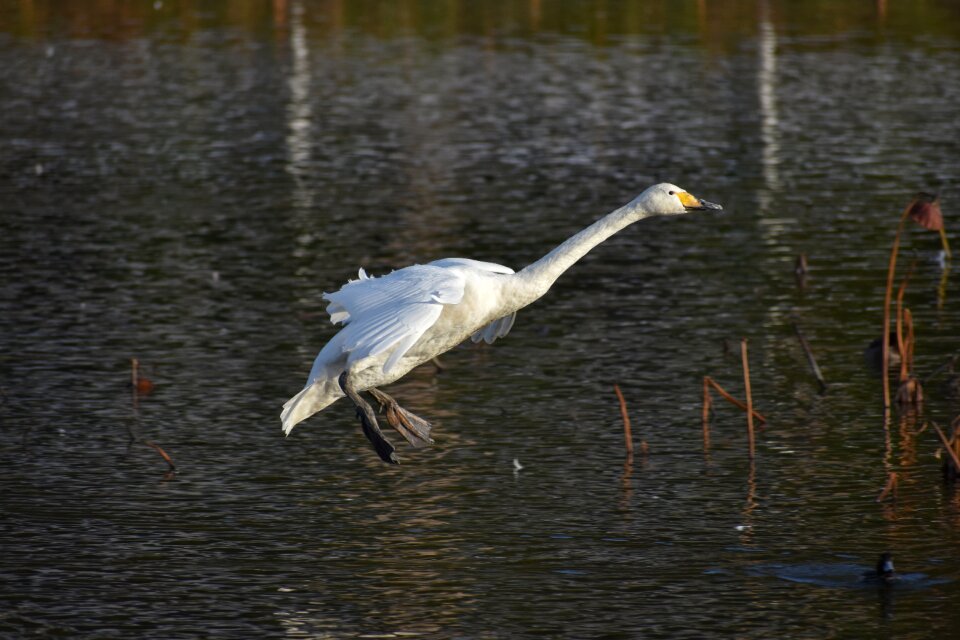 Bird wild birds waterfowl