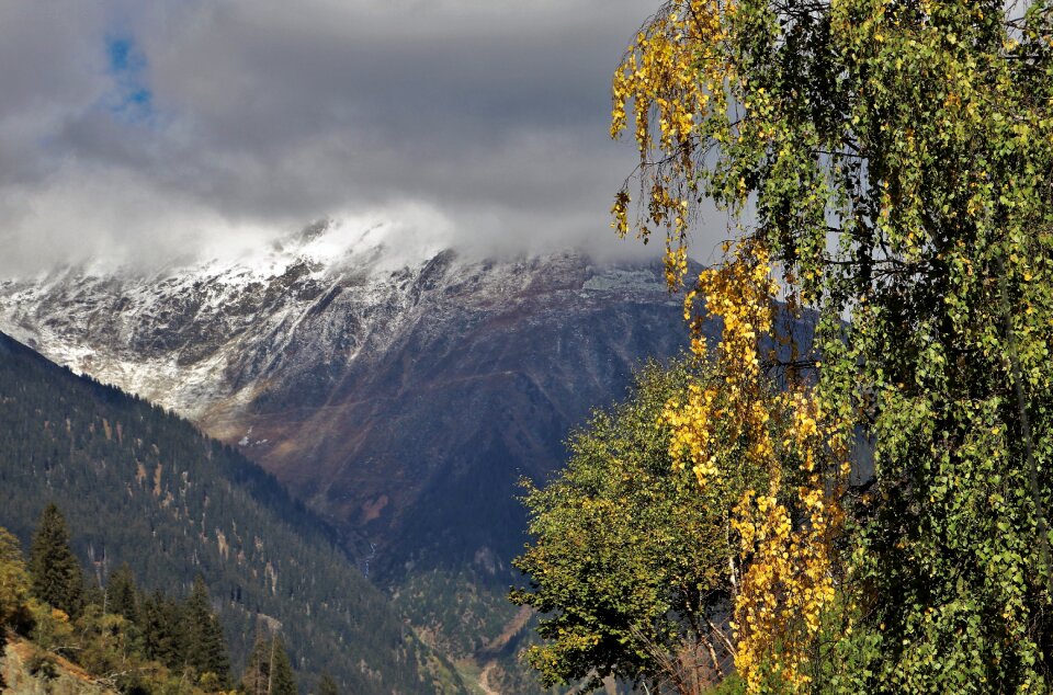 The alps high plant