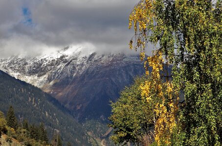 The alps high plant