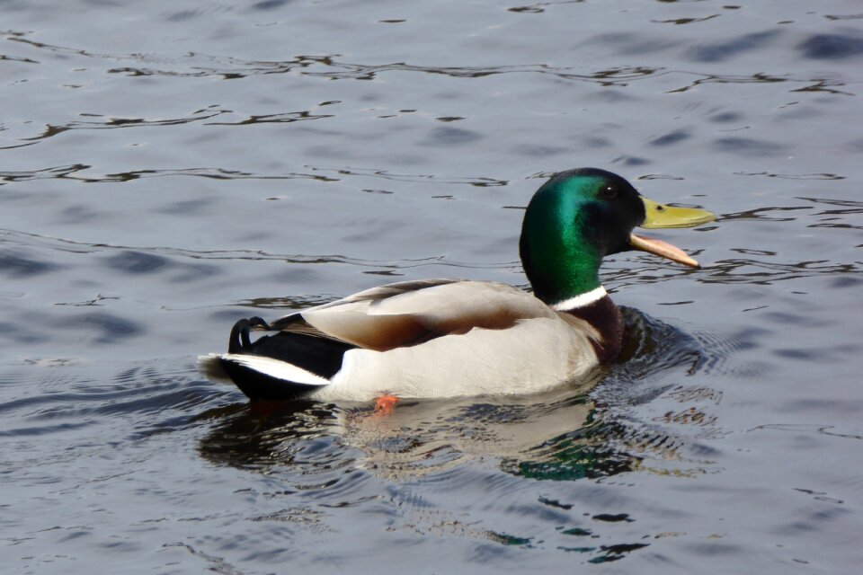 Duck birds monolithic part of the waters