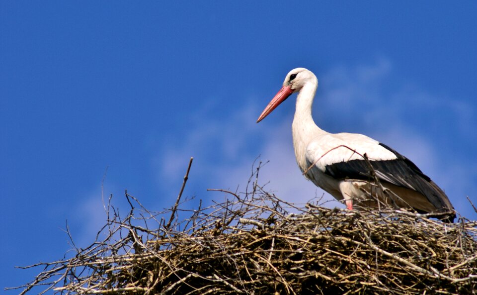 Storchennest rattle stork nature photo