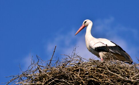 Storchennest rattle stork nature