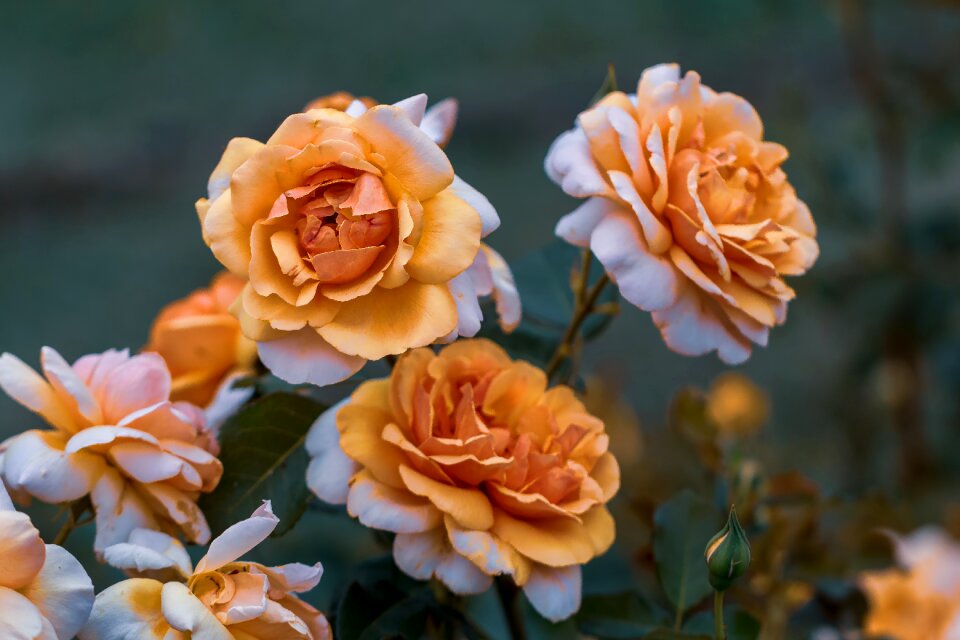 Summer romantic beauty